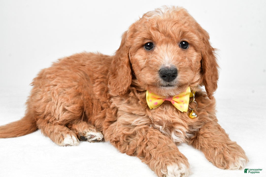 Mini Goldendoodle dogs for sale: Ronnie f one b - Ad 1