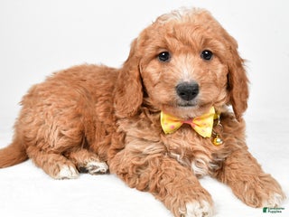 Mini Goldendoodle dogs Ronnie f one b - Ad 42