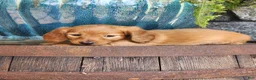 Miniature Dachshund dogs for sale: Molly - Ad 8