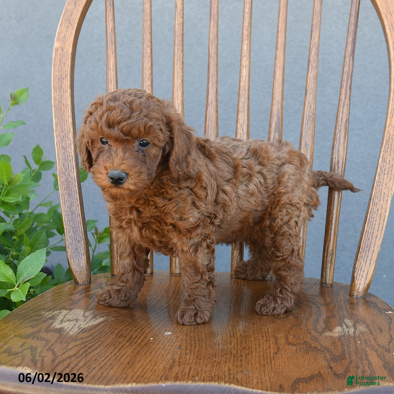 Miniature Poodle dogs for sale: Titus - Ad 1