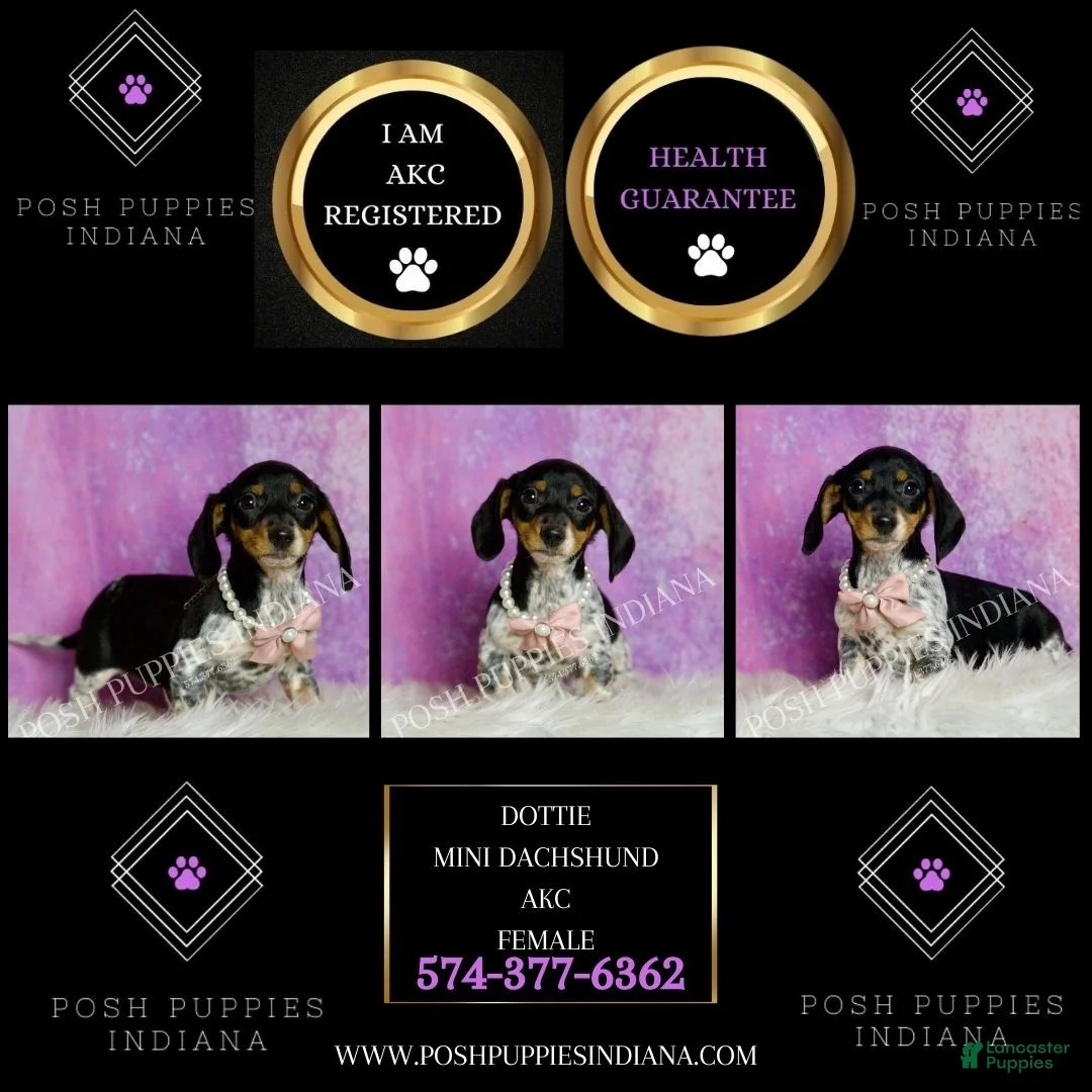 Miniature Dachshund dogs for sale: Dottie - Ad 2