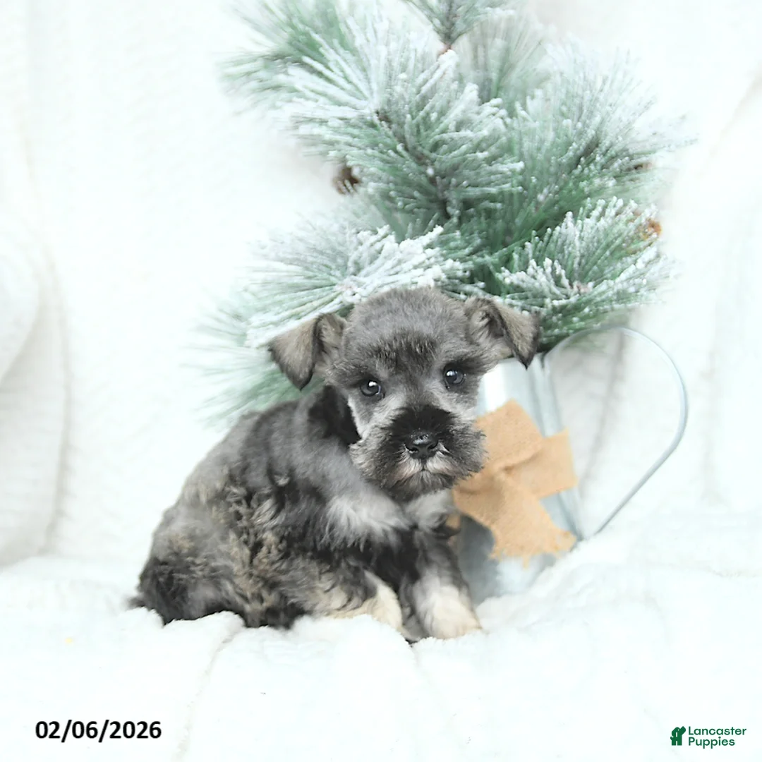 Miniature Schnauzer dogs for sale: Malyk - Ad 4