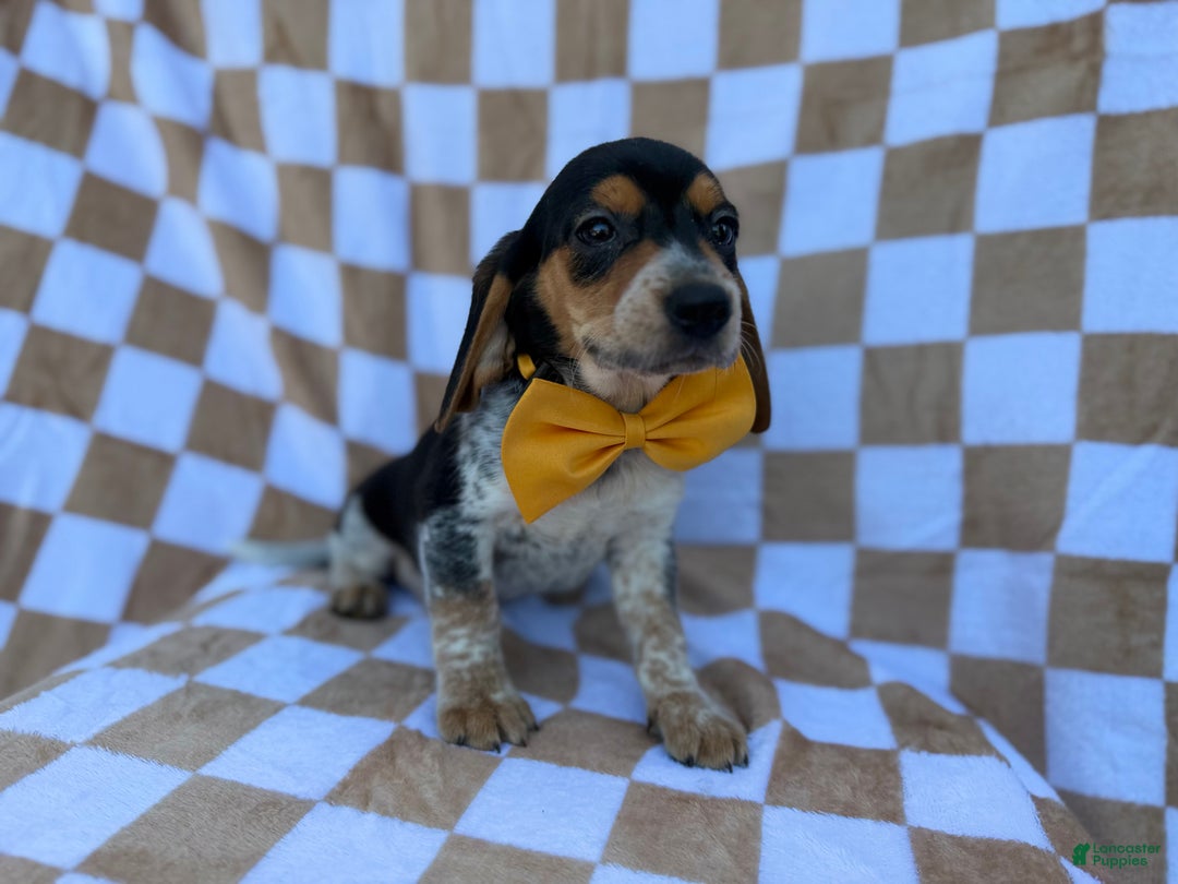 Beagle dogs for sale: Scooby - Ad 9