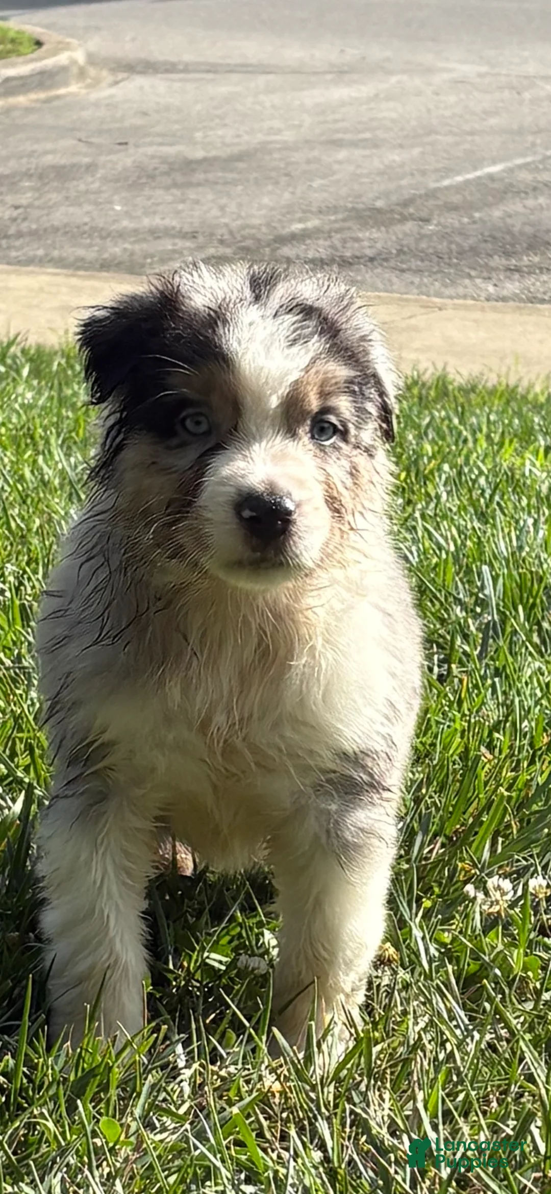 Australian Shepherd dogs for sale: Blue merle - Ad 1