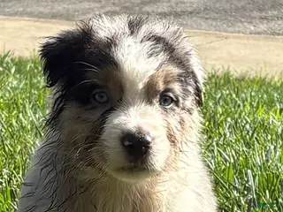 Australian Shepherd dogs Blue merle - Ad 42