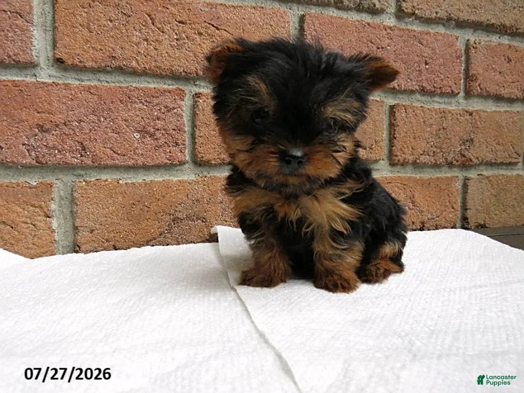 Yorkshire Terrier dogs for sale: Toby - Ad 1