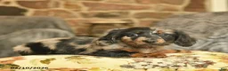 Miniature Dachshund dogs for sale: Missie  - Ad 4