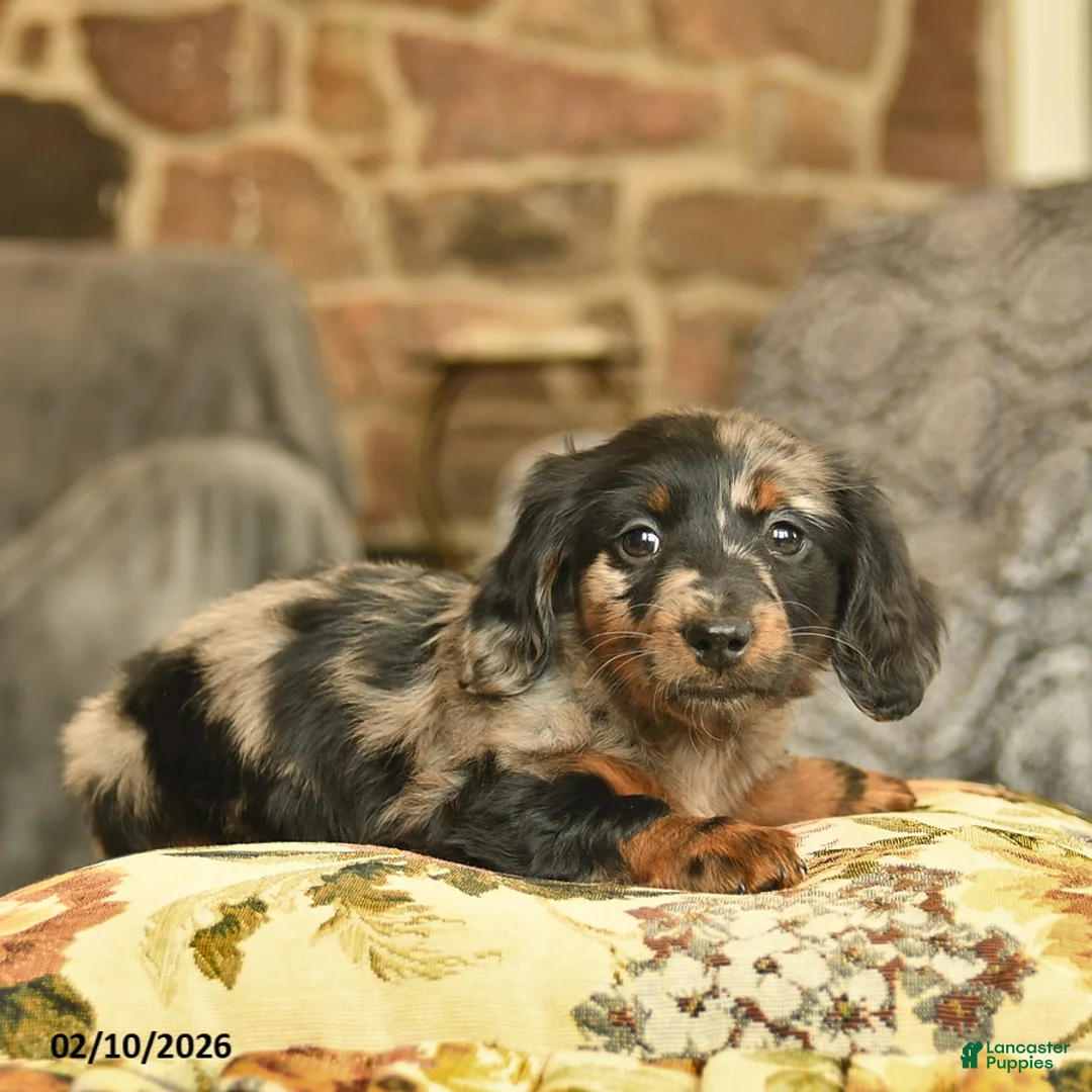 Miniature Dachshund dogs for sale: Missie  - Ad 4