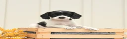 Mixed Breed dogs for sale: Fancy - Ad 4