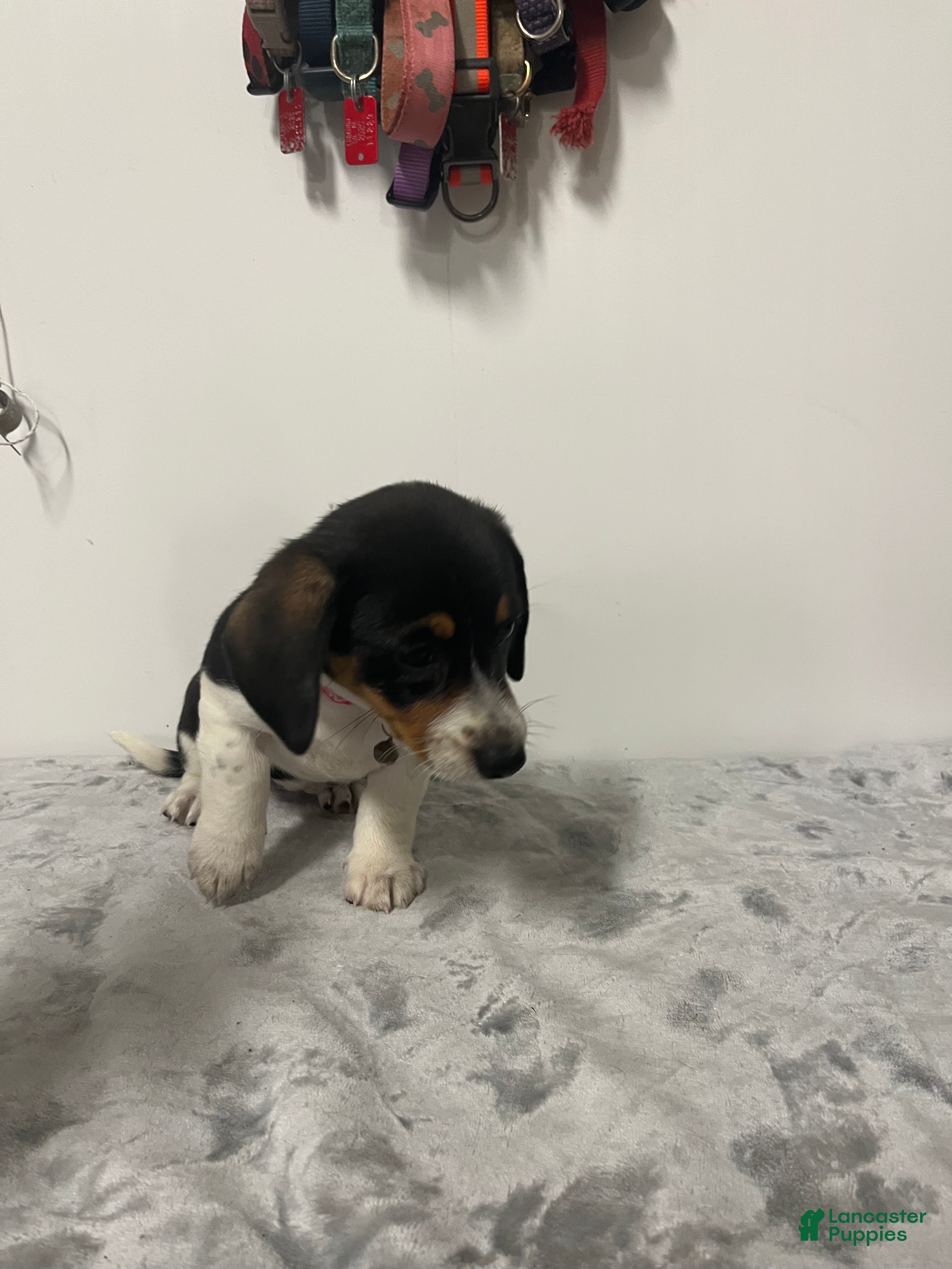 Mixed Breed dogs Aspen - Ad 2
