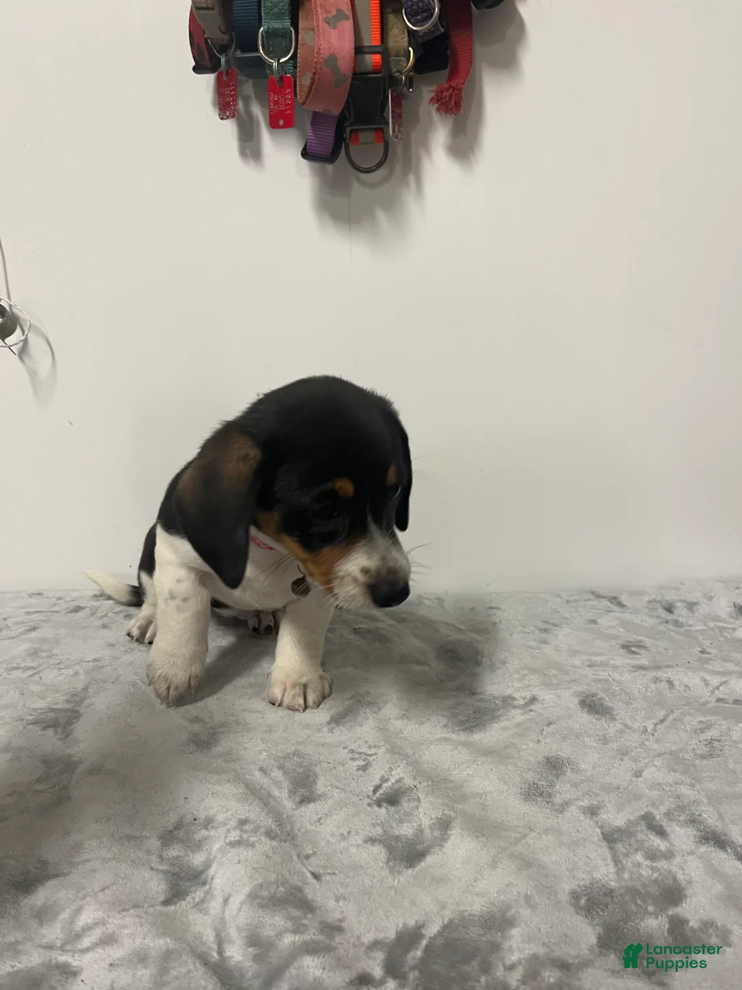 Mixed Breed dogs for sale: Aspen - Ad 2