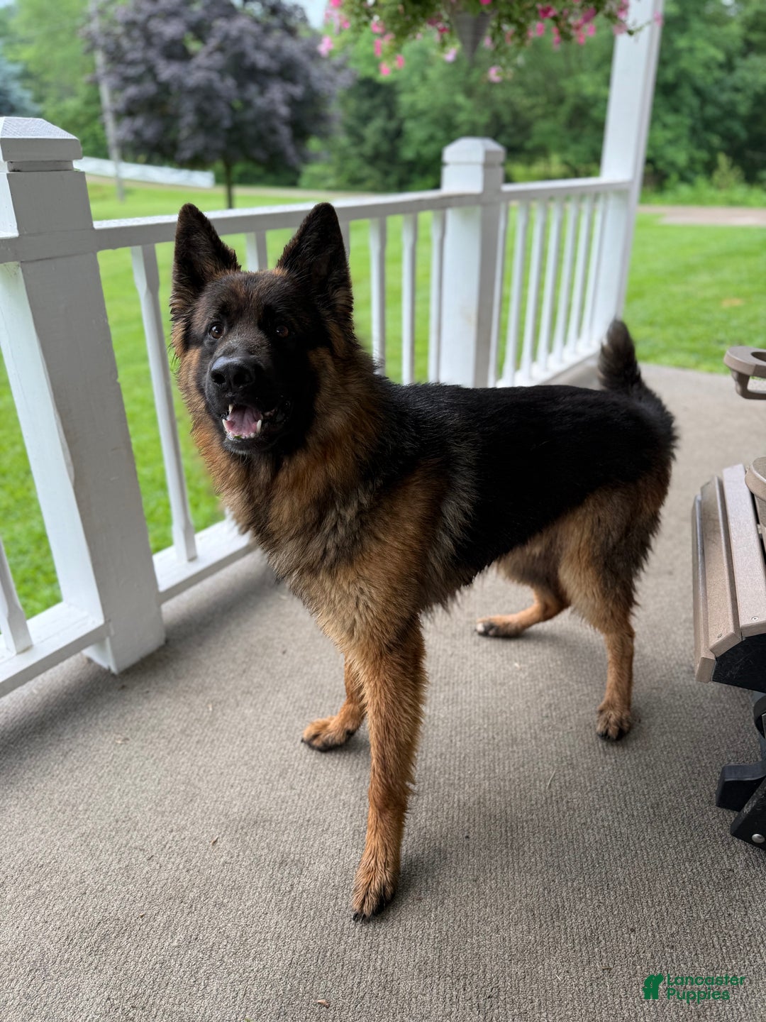 German Shepherd dogs for sale: German Shepherd Puppy 1 - Ad 14