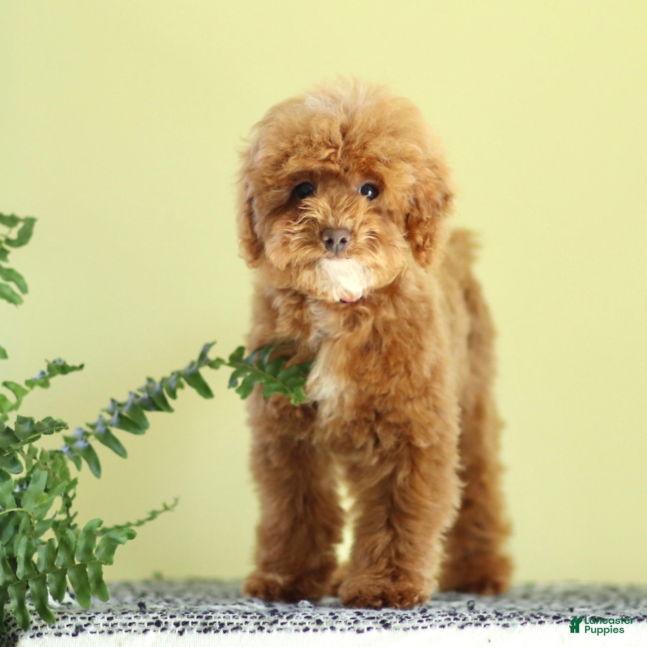 Miniature Poodle dogs Magnet - Ad 2