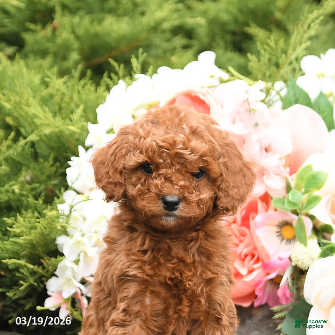Mini Goldendoodle dogs for sale: Sawyer - Ad 5