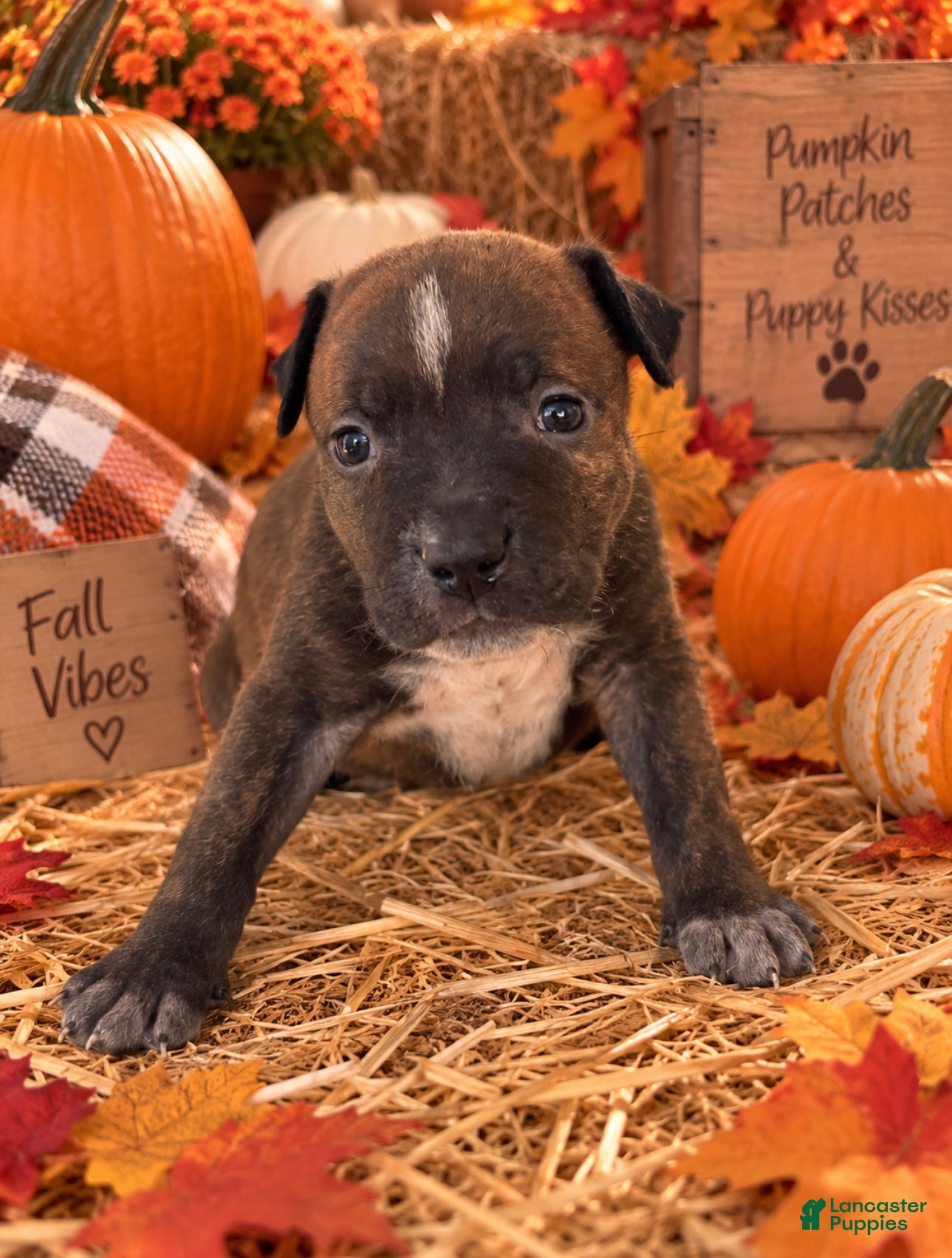 Mixed Breed dogs Breed 5 - Ad 25
