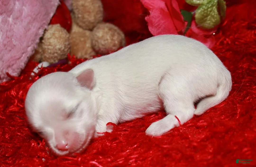 Maltese dogs for sale: Farrah - Ad 1