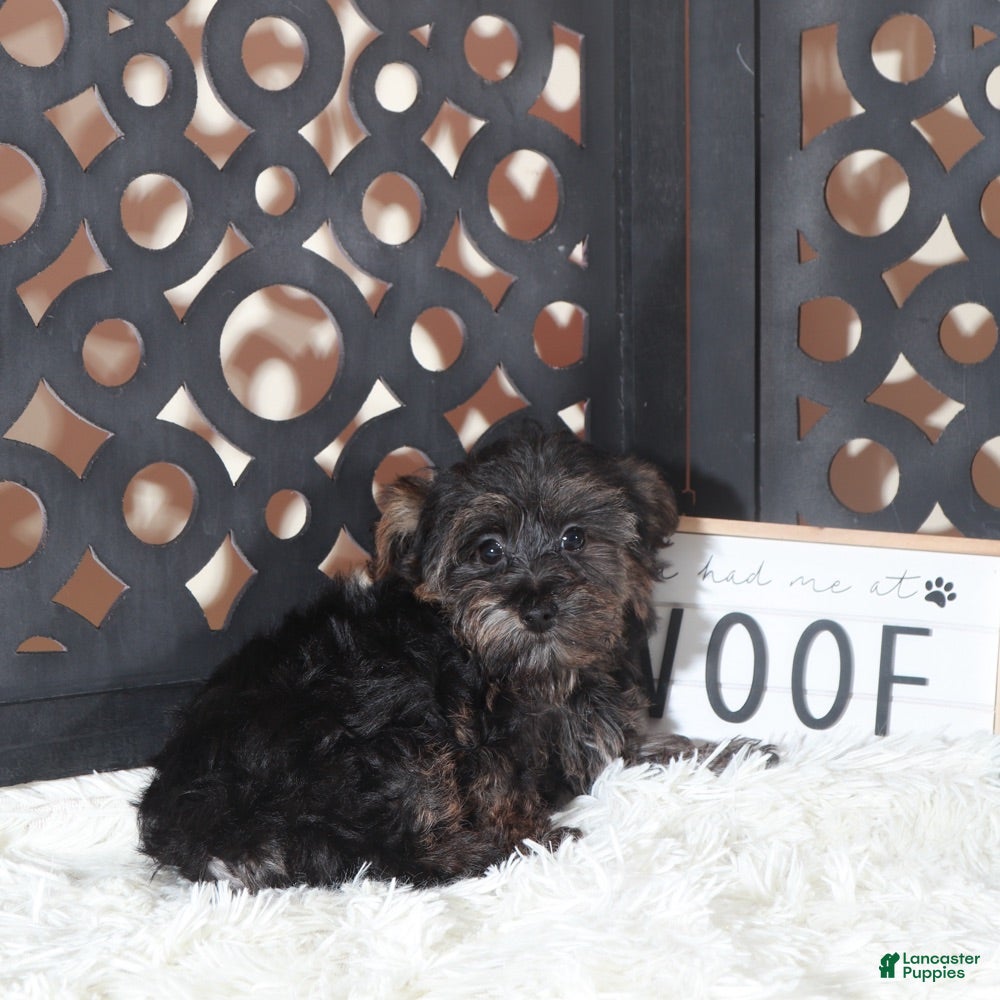 Yorkiepoo dogs Yorkiepoo Puppy Mickey - Ad 2