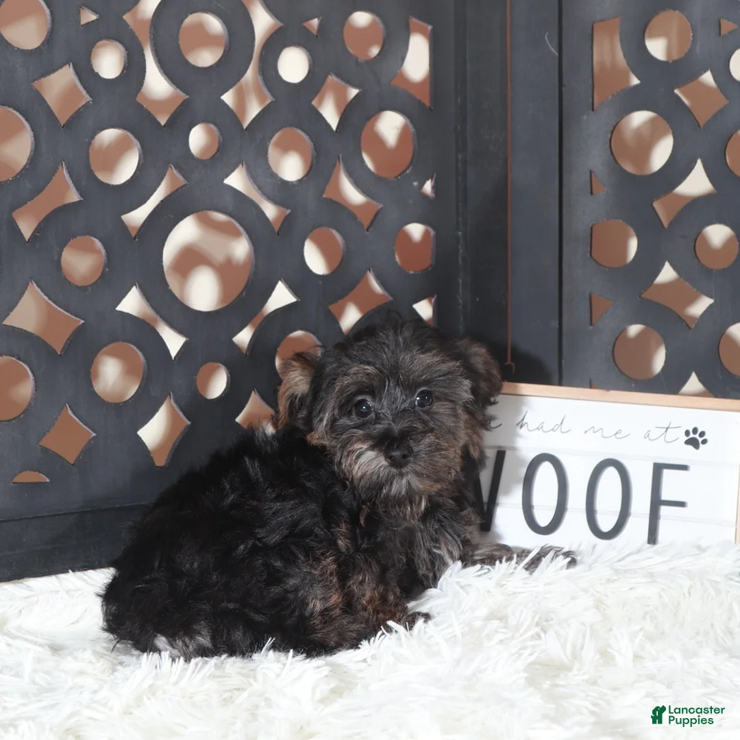 Yorkiepoo dogs for sale: Yorkiepoo Puppy Mickey - Ad 2