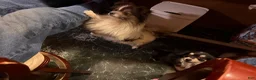 Mixed Breed dogs for sale: Cookie’s Boy #5 - Ad 10