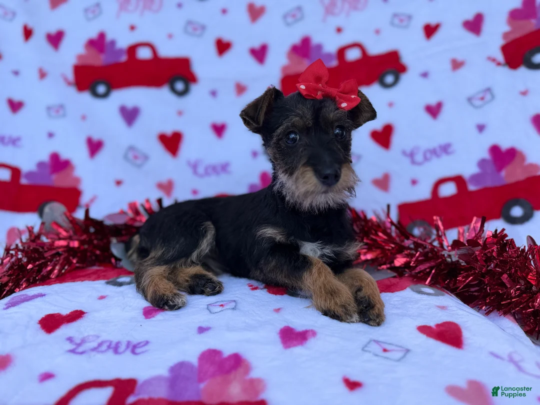 Miniature Schnauzer dogs for sale: Lulu - Ad 3