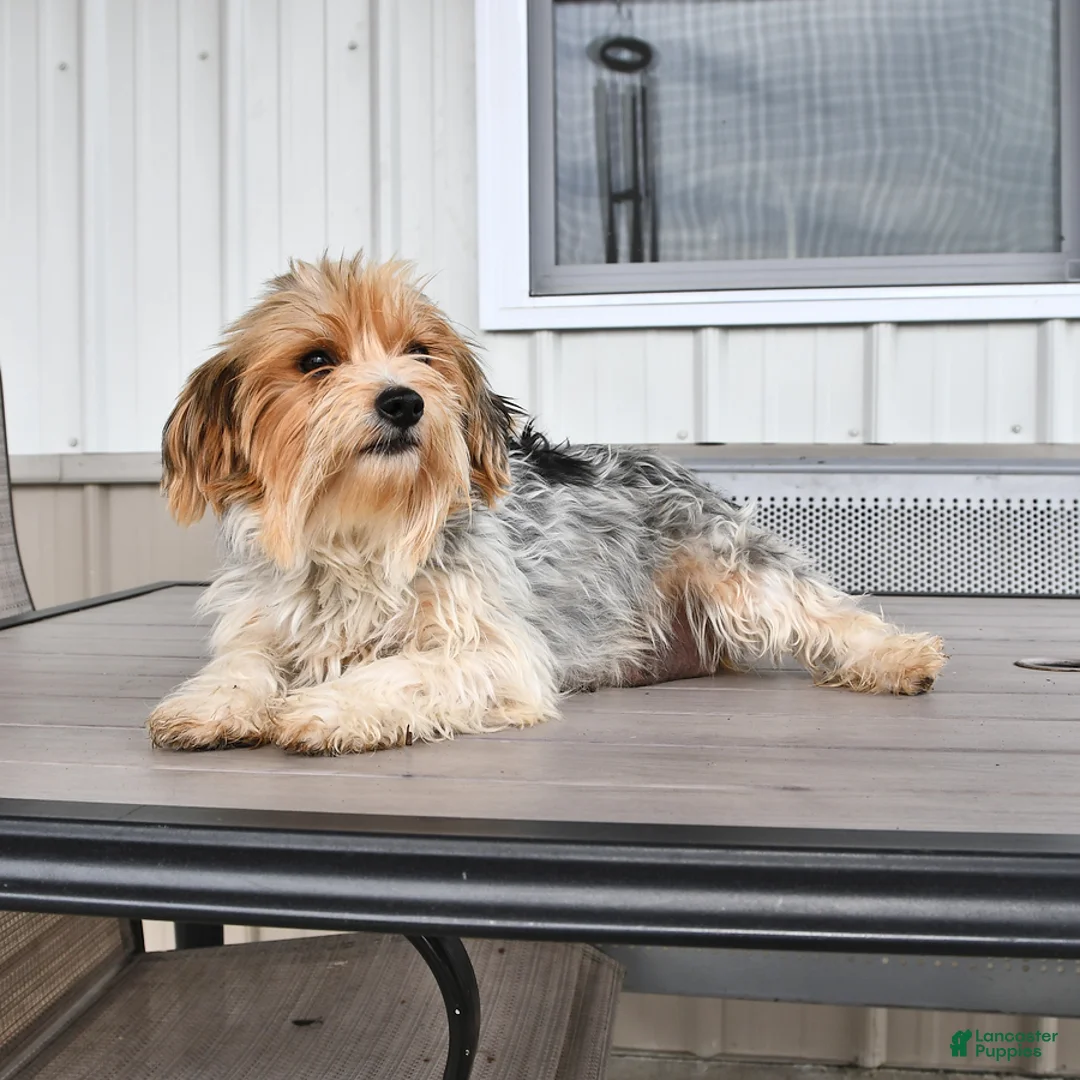 Mixed Breed dogs for sale: Cindy - Ad 6