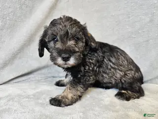 Mixed Breed dogs Kenny - Ad 24