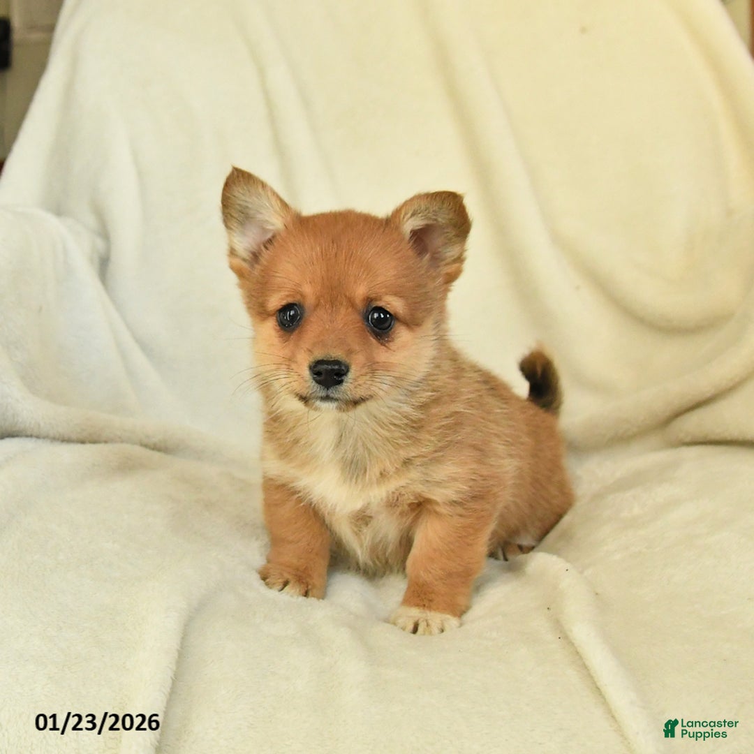 Mixed Breed dogs for sale: Lily - Ad 2