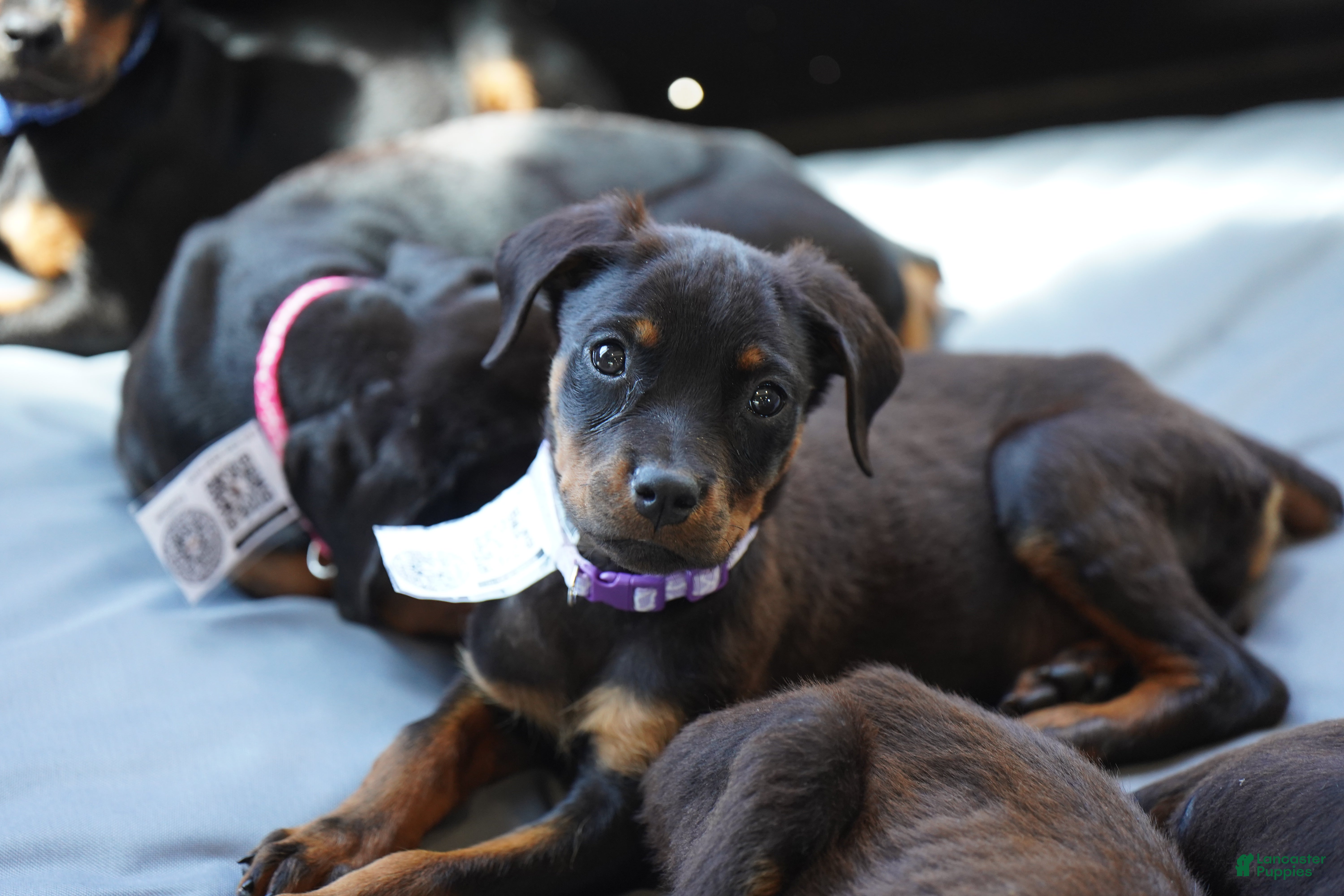 Rottweiler dogs Purple Collar - Ad 28