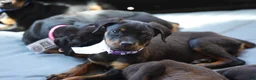 Rottweiler dogs for sale: Purple Collar - Ad 1