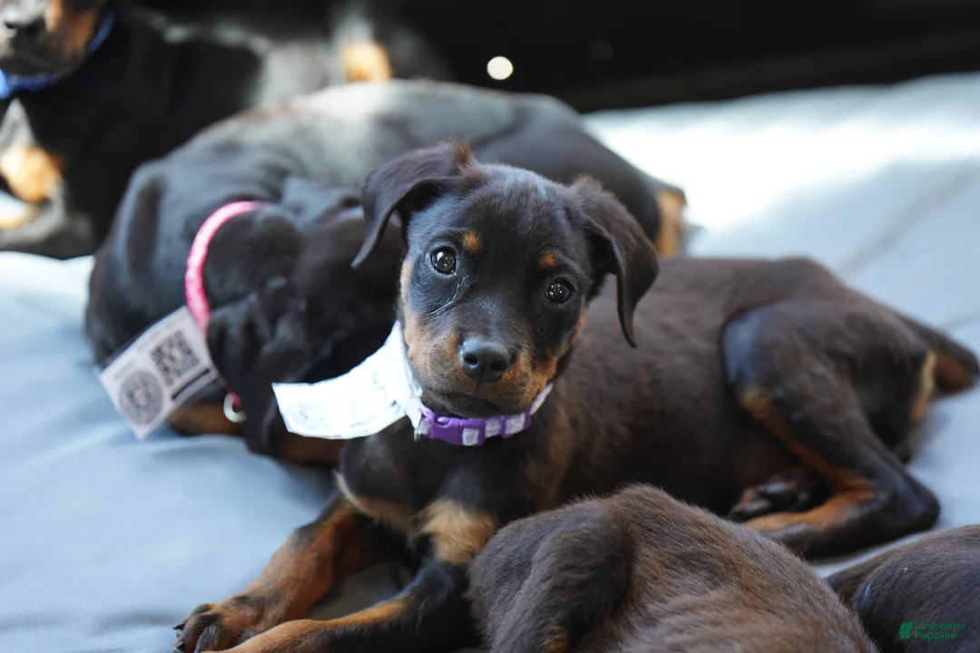 Rottweiler dogs for sale: Purple Collar - Ad 1