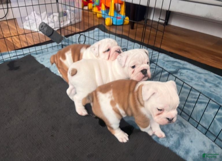 English Bulldog dogs English Bulldog 5 - Ad 8