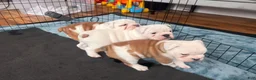 English Bulldog dogs for sale: English Bulldog 5 - Ad 1