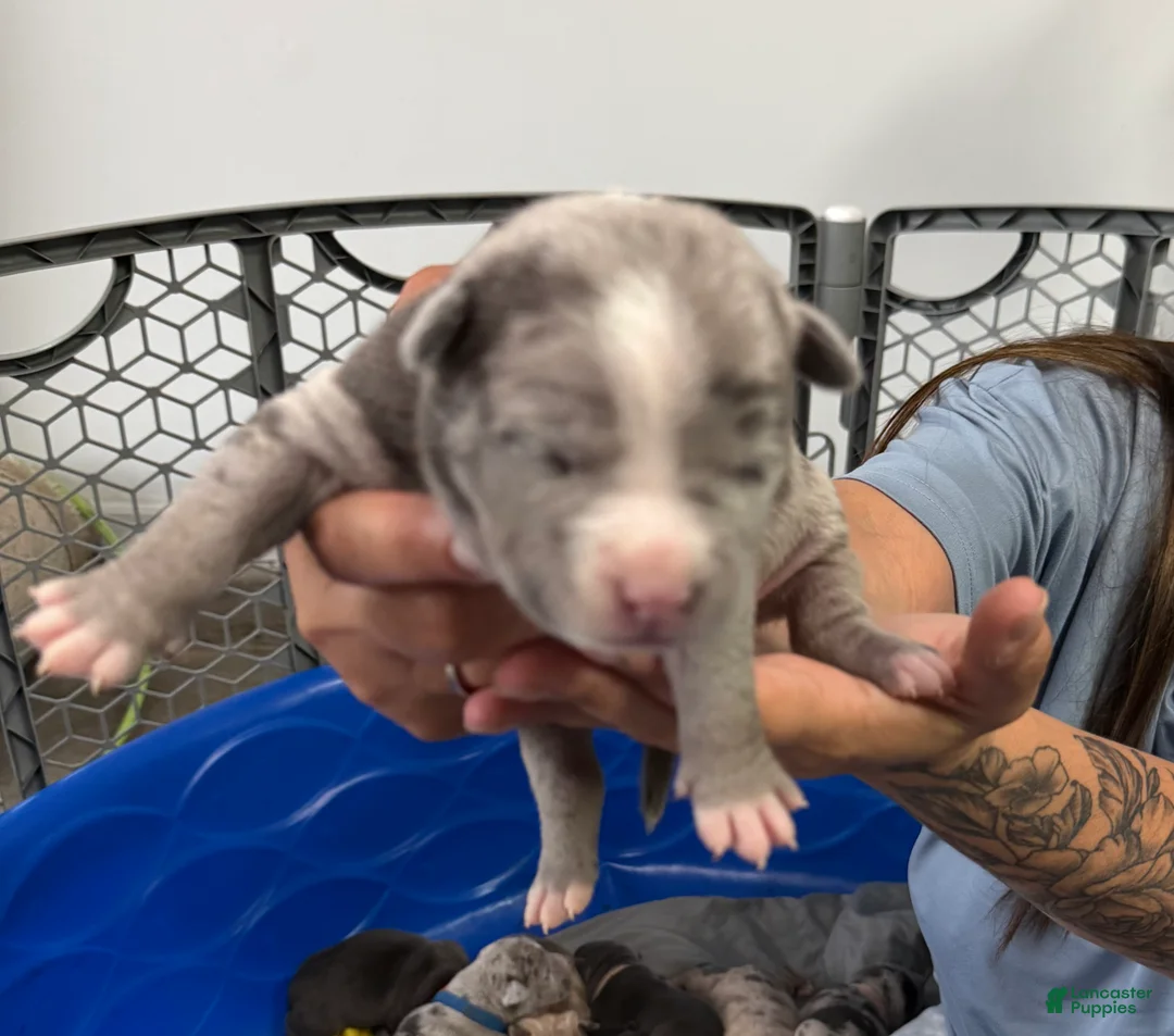 American Bully dogs for sale: Axel - XL American Bully Puppy  - Ad 2
