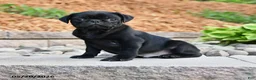 Pug dogs for sale: Jasper - Ad 1