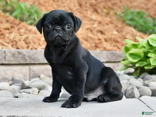 Pug dogs for sale: Jasper - Ad 4