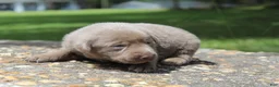 Labrador Retriever dogs for sale: Beau - Ad 3