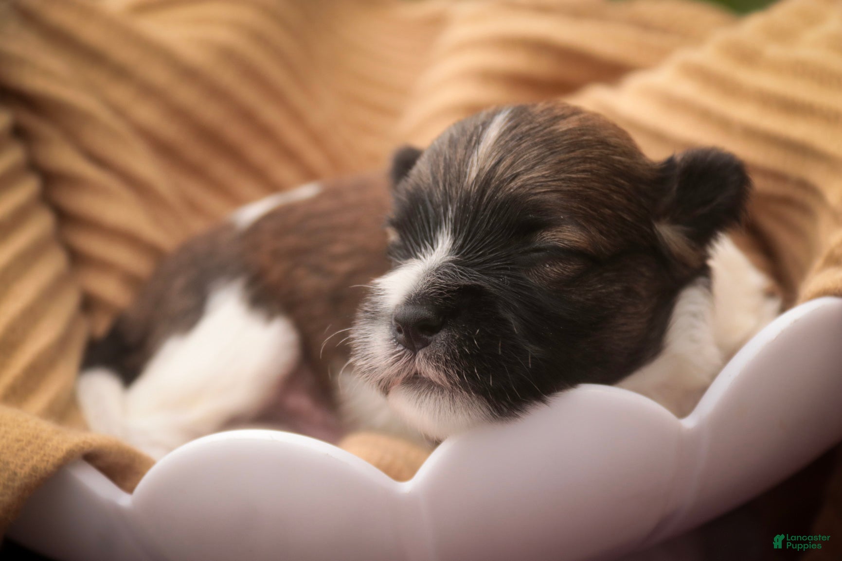 Havanese dogs Rookie Havanese  - Ad 2