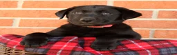 Labrador Retriever dogs for sale: Autumn - Ad 3