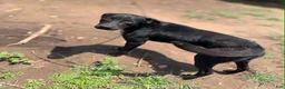 Labradoodle dogs for sale: Luna - Ad 7