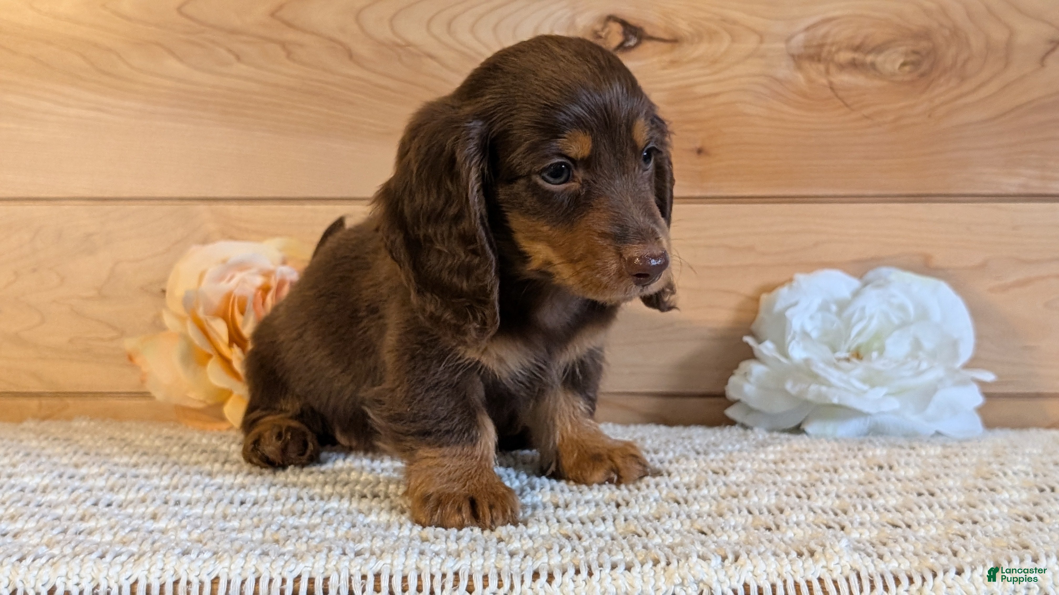 Miniature Dachshund dogs Hunter - Ad 2
