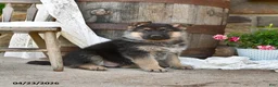German Shepherd dogs for sale: Chief - Ad 1