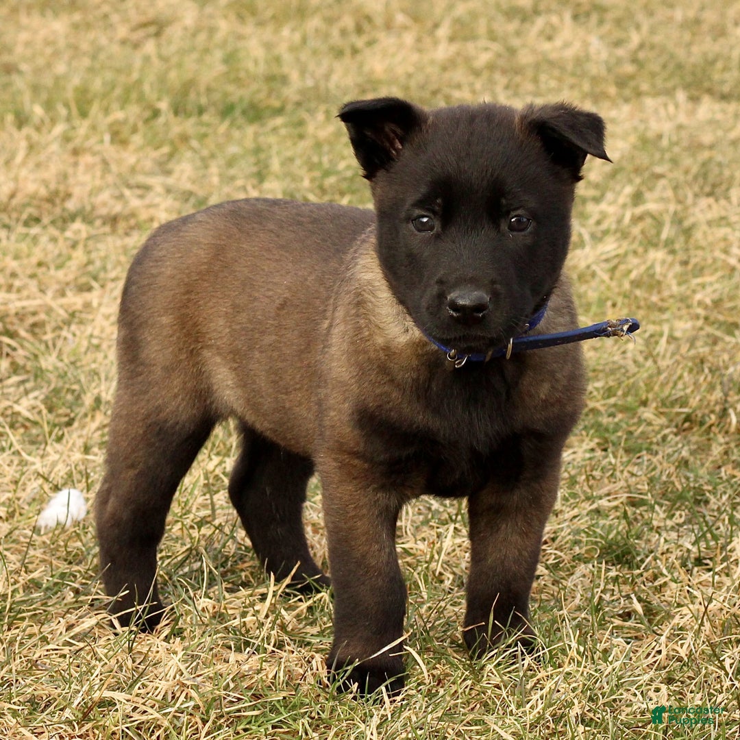 Belgian Malinois dogs for sale: Alex  - Ad 1