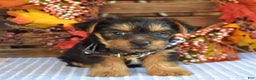 Yorkshire Terrier dogs for sale: Donner - Ad 3