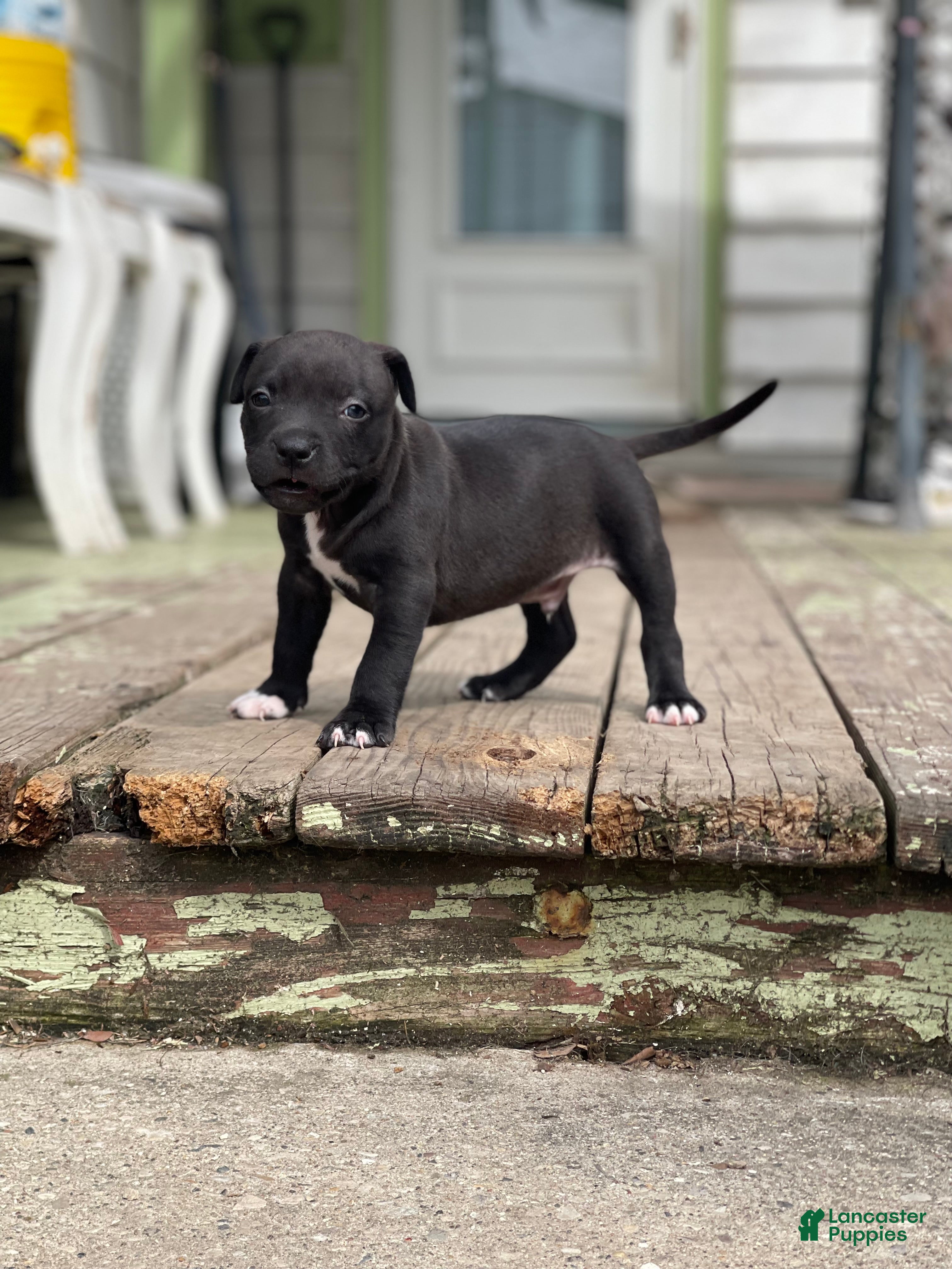 Mixed Breed dogs Sock - Ad 1