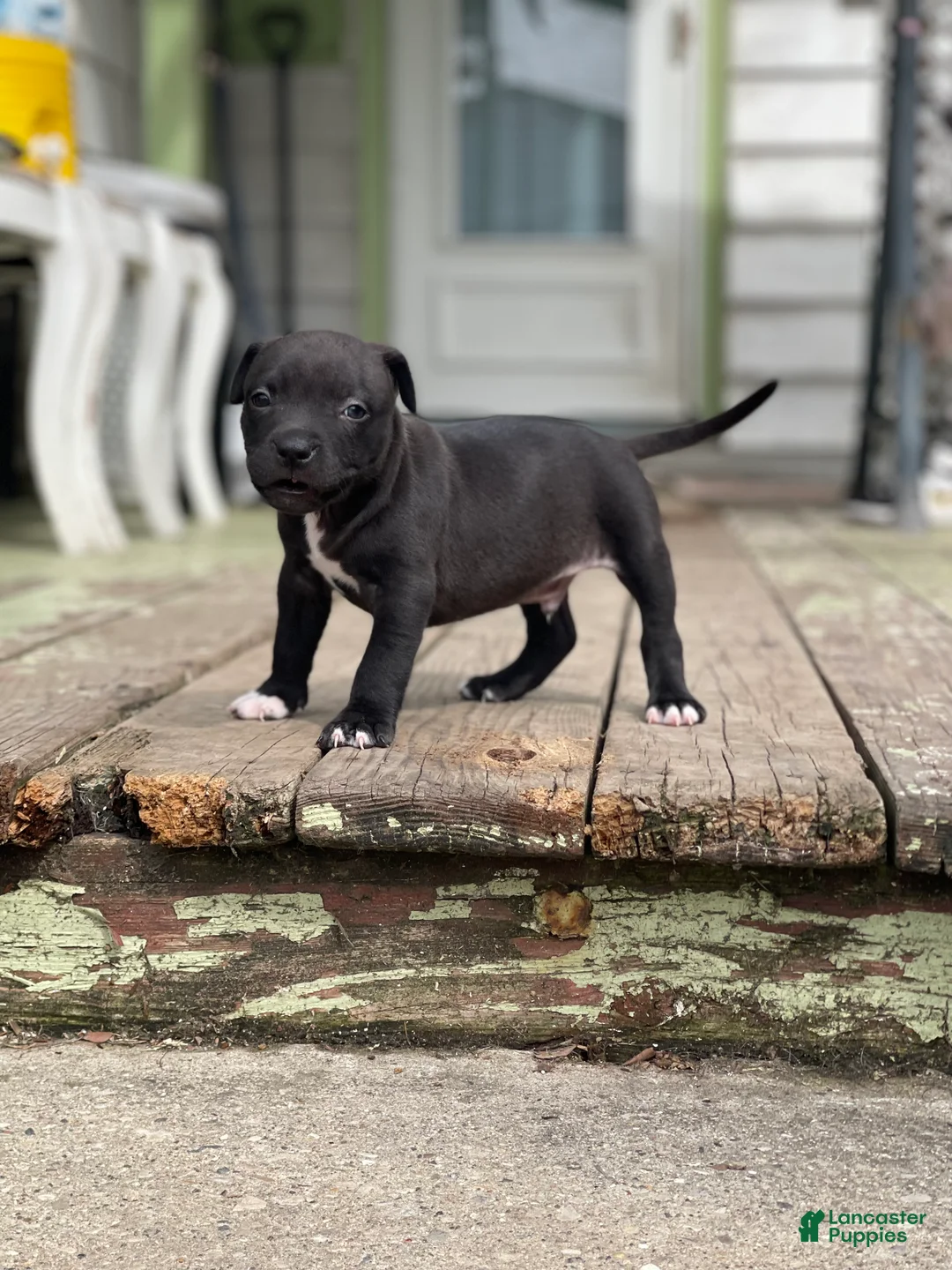 Mixed Breed dogs for sale: Sock - Ad 1