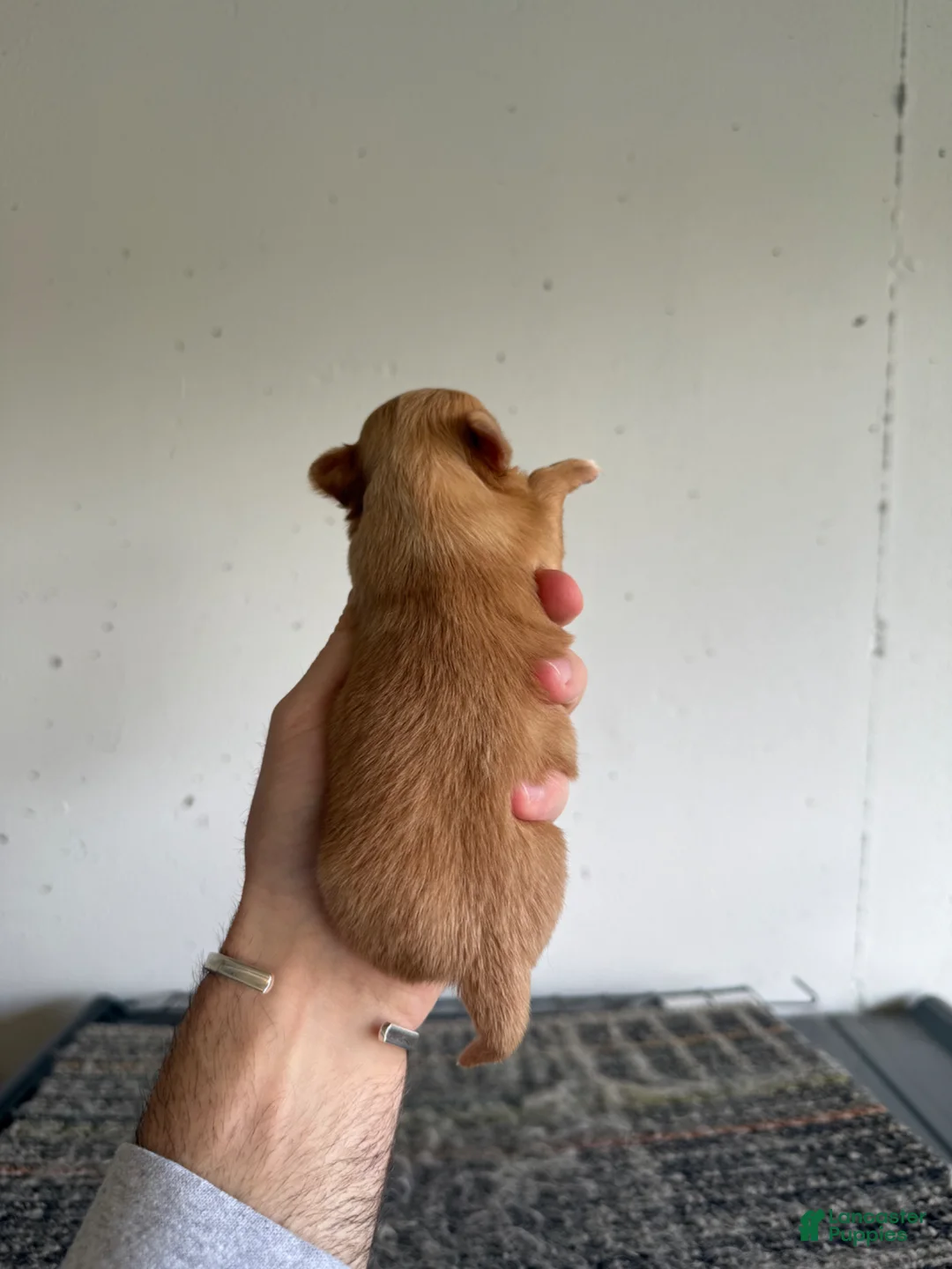 Chihuahua dogs for sale: Hallie LH  - Ad 3