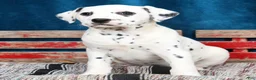 Dalmatian dogs for sale: Nila - Ad 4