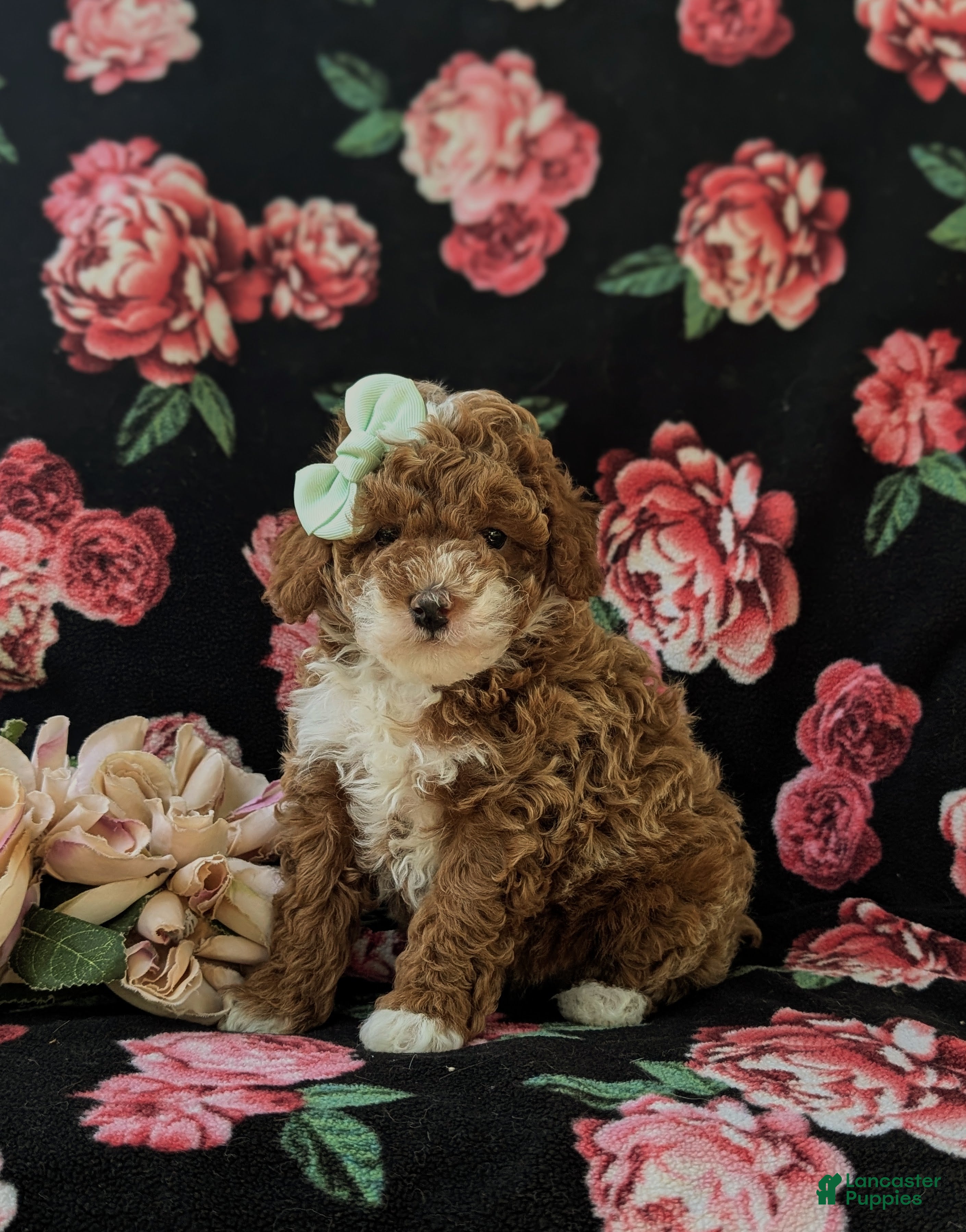 Miniature Poodle dogs Shannon - Ad 1