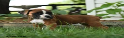 Boxer dogs for sale: Rogue - Ad 3