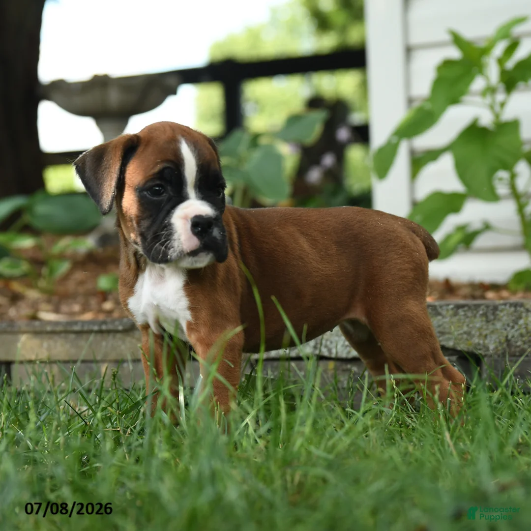 Boxer dogs for sale: Rogue - Ad 3